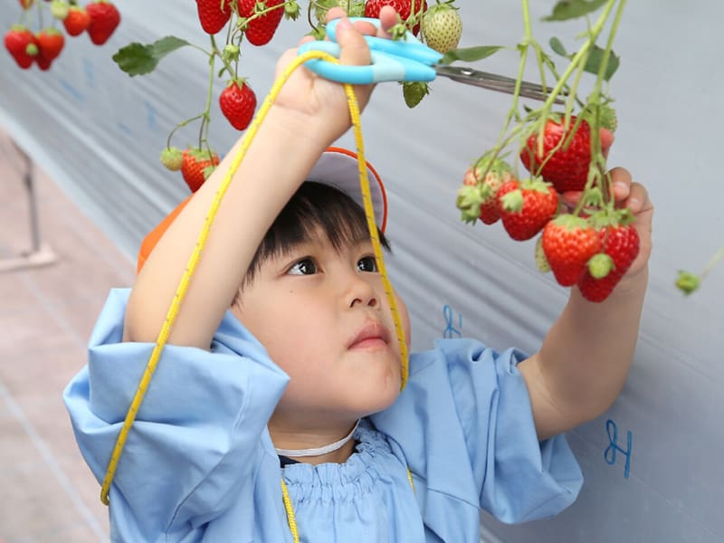 5月 いちご狩り