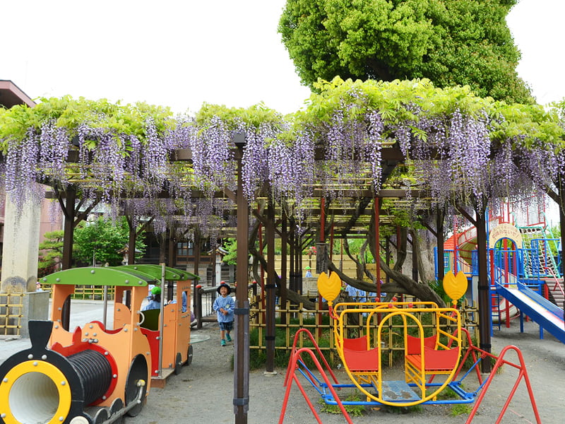 丸山幼稚園　園庭藤棚