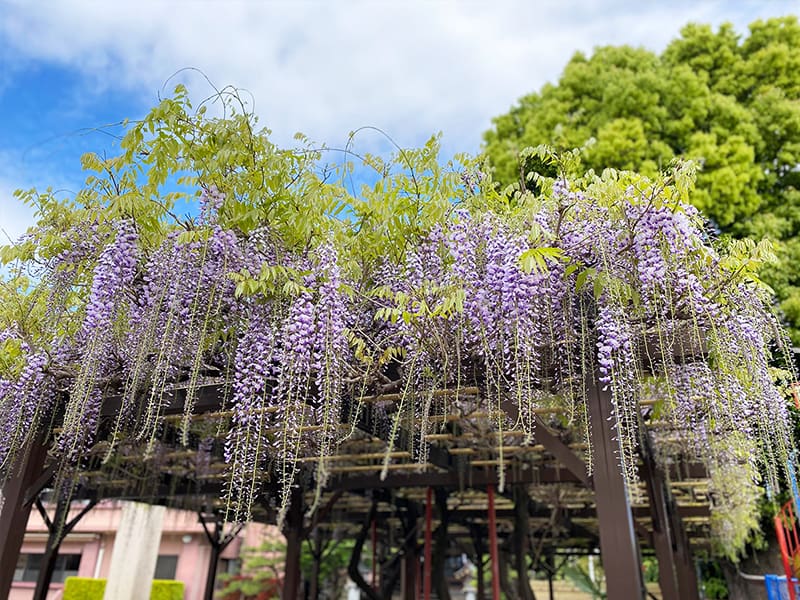 丸山幼稚園　藤棚