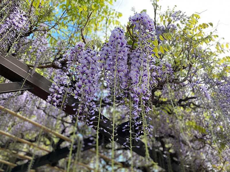 丸山幼稚園　藤棚