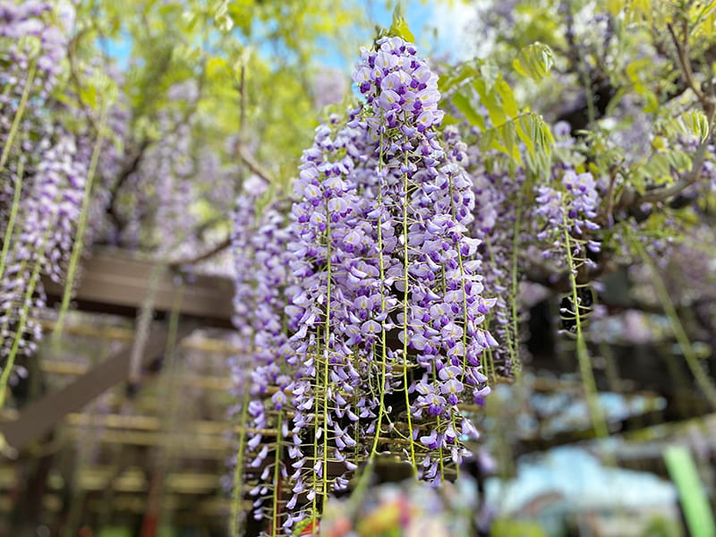 丸山幼稚園　藤棚