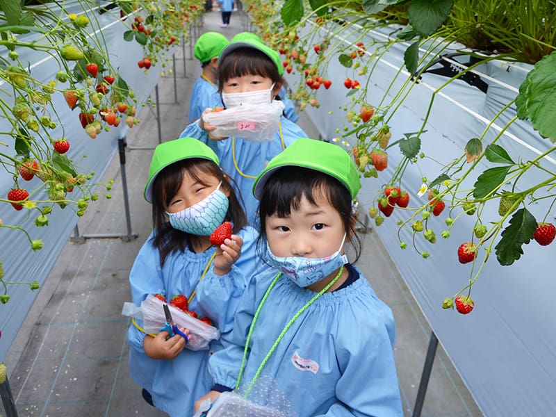 丸山幼稚園　年長組によるいちご狩り