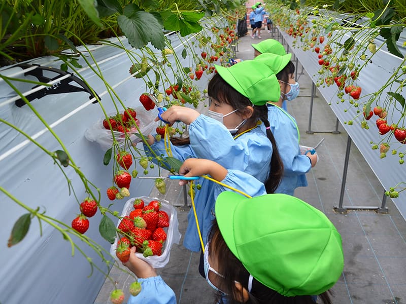 丸山幼稚園　年長組によるいちご狩り