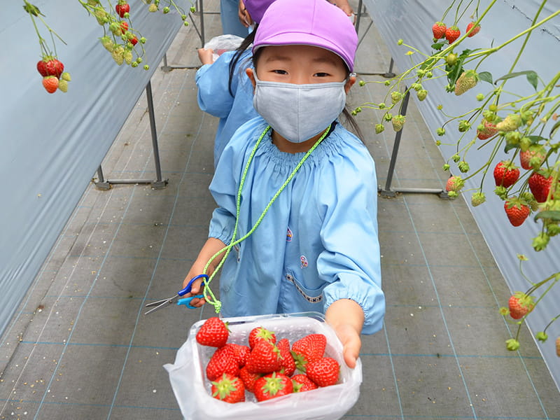 丸山幼稚園　年長組によるいちご狩り