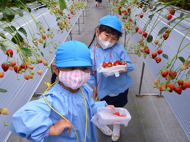 丸山幼稚園　年長組によるいちご狩り