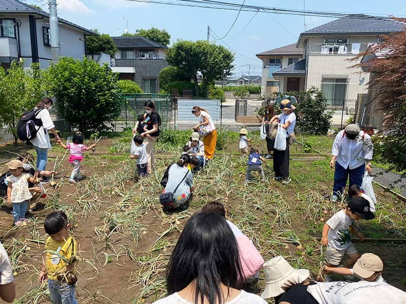 丸山幼稚園　プレ保育による親子たまねぎ掘り