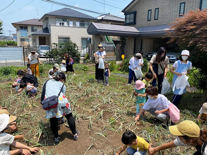 丸山幼稚園　プレ保育による親子たまねぎ掘り