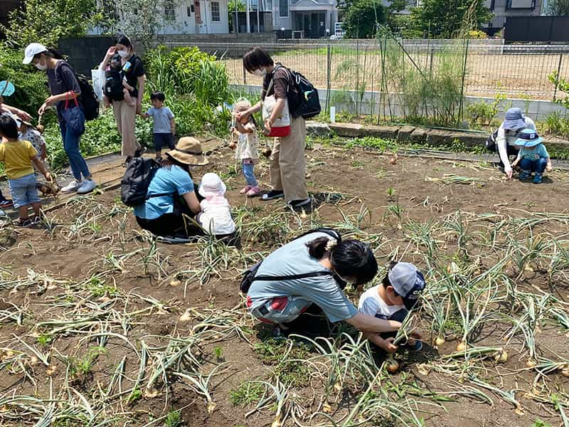 丸山幼稚園　プレ保育による親子たまねぎ掘り