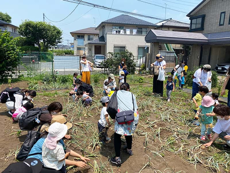 丸山幼稚園　プレ保育による親子たまねぎ掘り