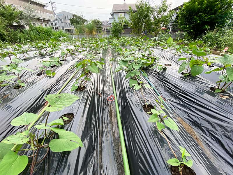 丸山幼稚園　さつまいも植え