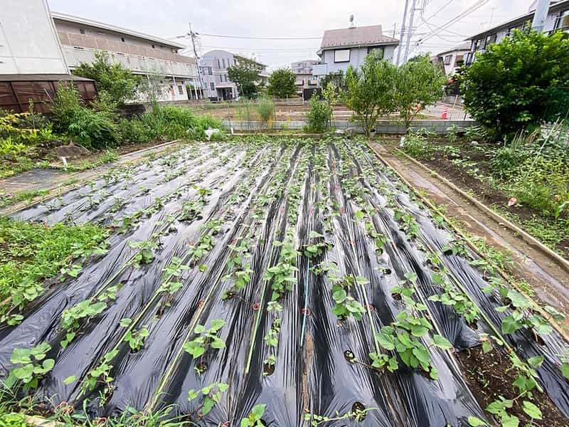 丸山幼稚園　さつまいも植え