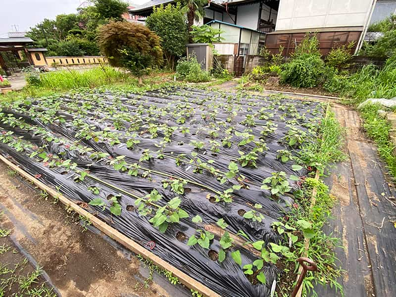 丸山幼稚園　さつまいも植え