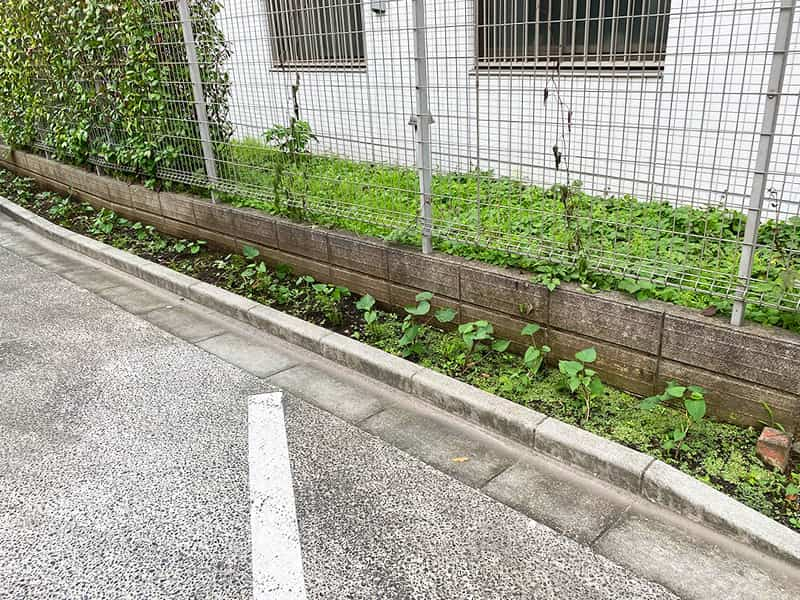 丸山幼稚園　さつまいも植え