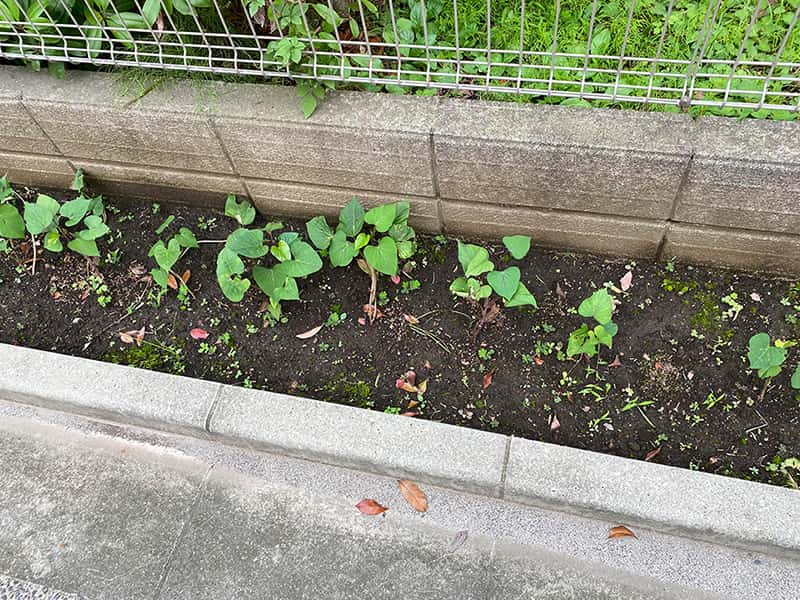 丸山幼稚園　さつまいも植え