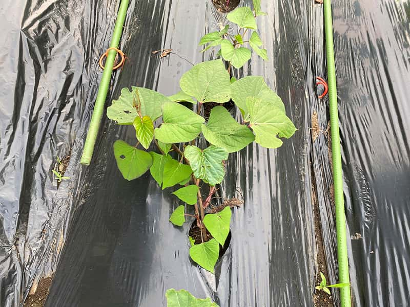 丸山幼稚園　さつまいも植え