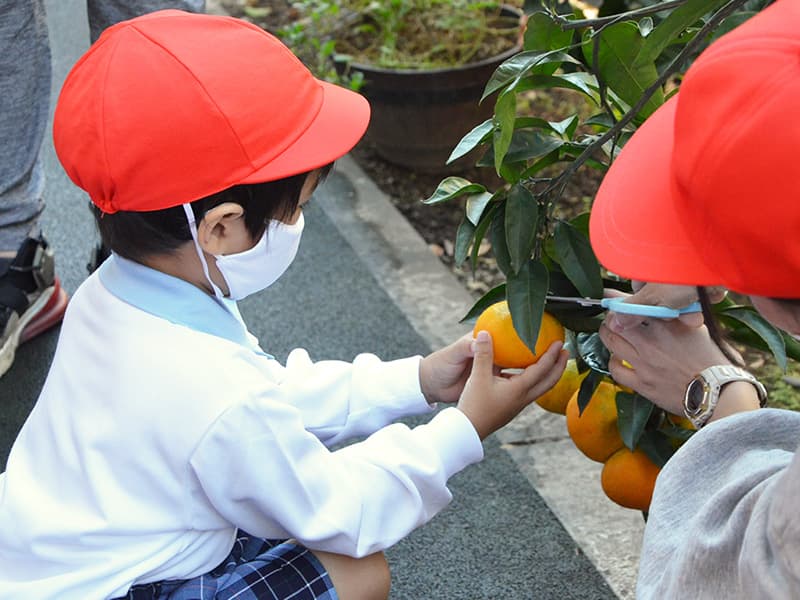 丸山幼稚園　ばら組　みかん狩り