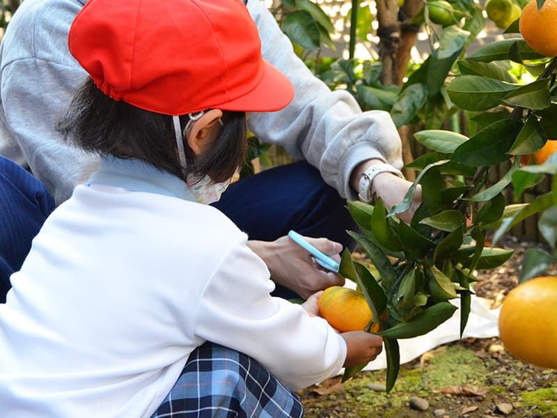 丸山幼稚園　ばら組　みかん狩り