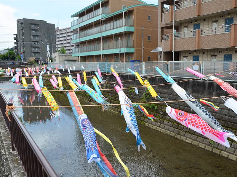 丸山幼稚園 二ヶ領用水 鯉のぼり