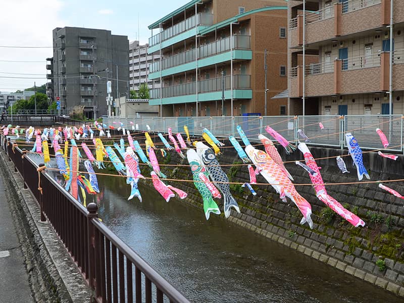 丸山幼稚園 二ヶ領用水 鯉のぼり