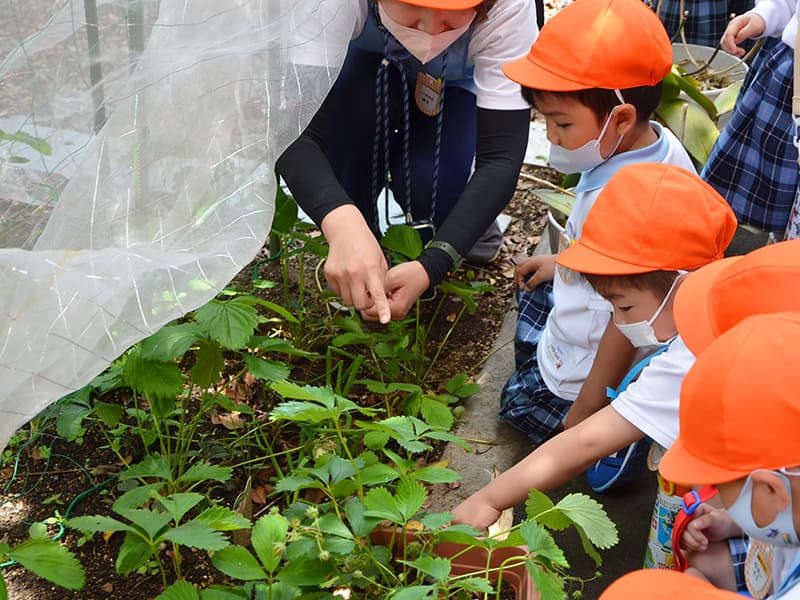 丸山幼稚園 ゆり組 いちご狩り