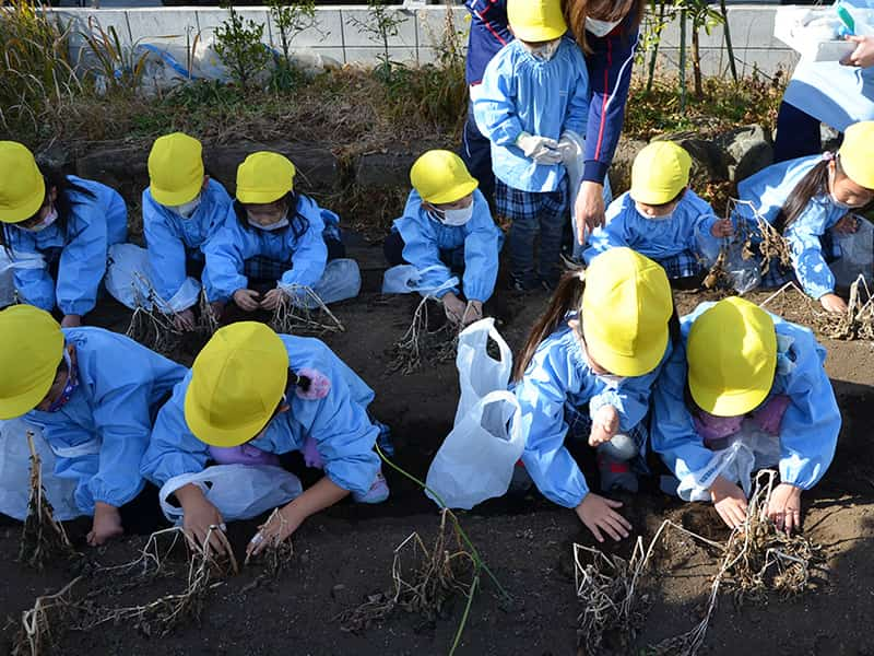 丸山幼稚園 年中組じゃがいも掘り 3