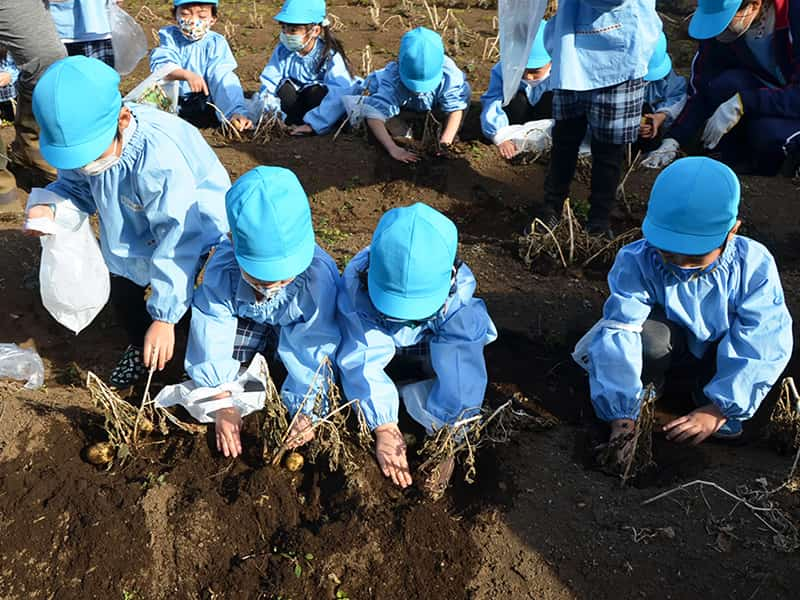 丸山幼稚園 年中組じゃがいも掘り 4