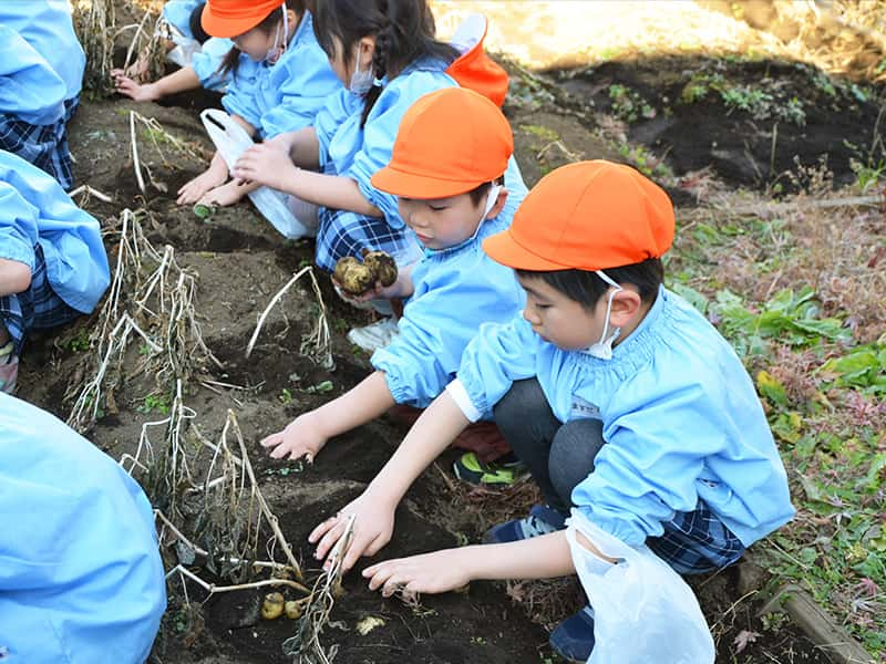 丸山幼稚園 年中組じゃがいも掘り 5