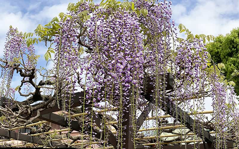 丸山幼稚園 藤棚の藤の花 1