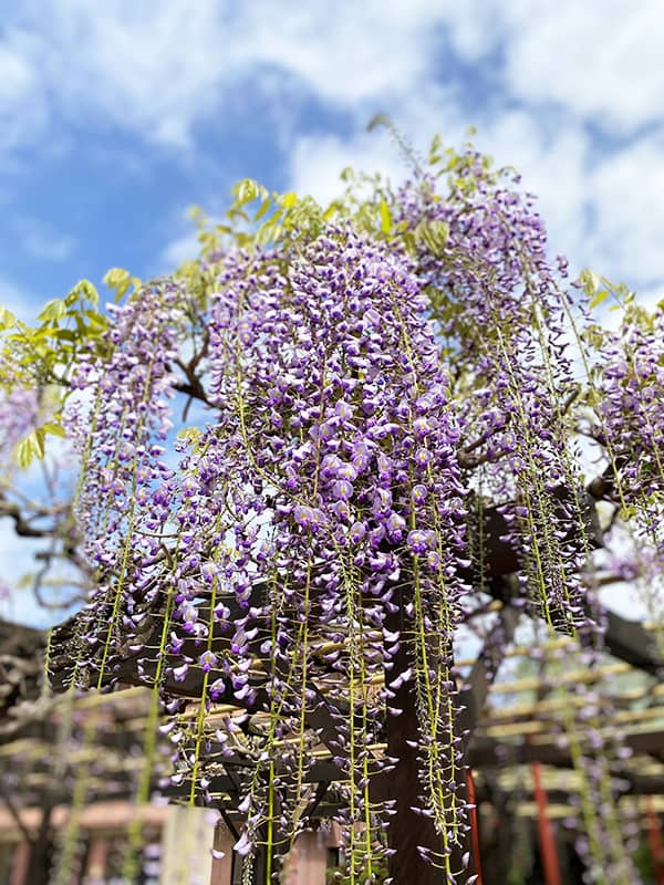 丸山幼稚園 藤棚の藤の花 2