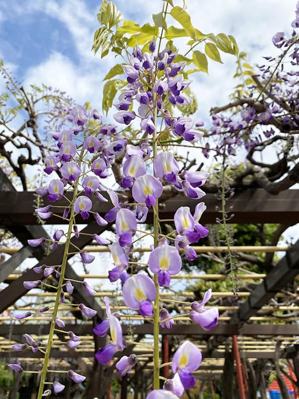 丸山幼稚園 藤棚の藤の花 3