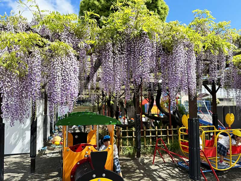 丸山幼稚園 藤棚の藤の花 1