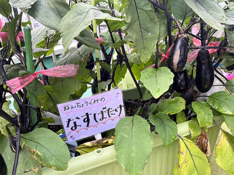 丸山幼稚園 年長組のなすばたけ
