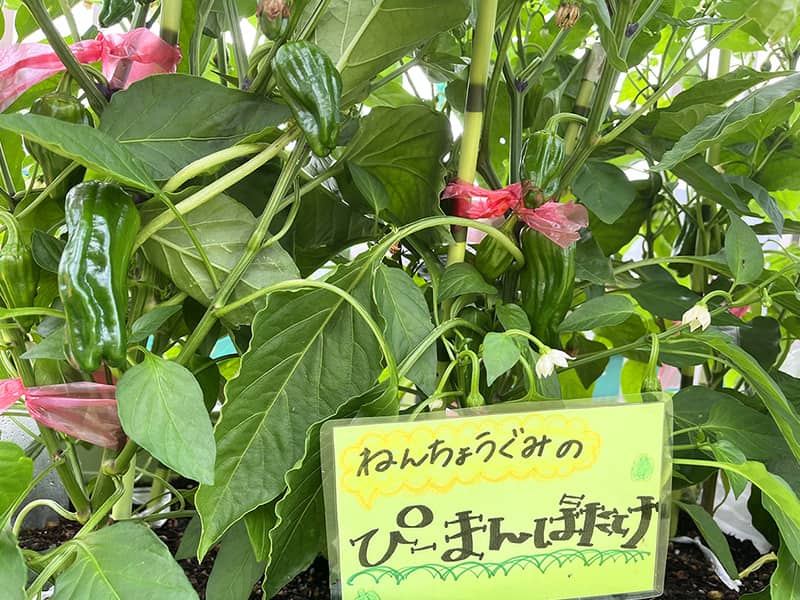 年長組のピーマンばたけ