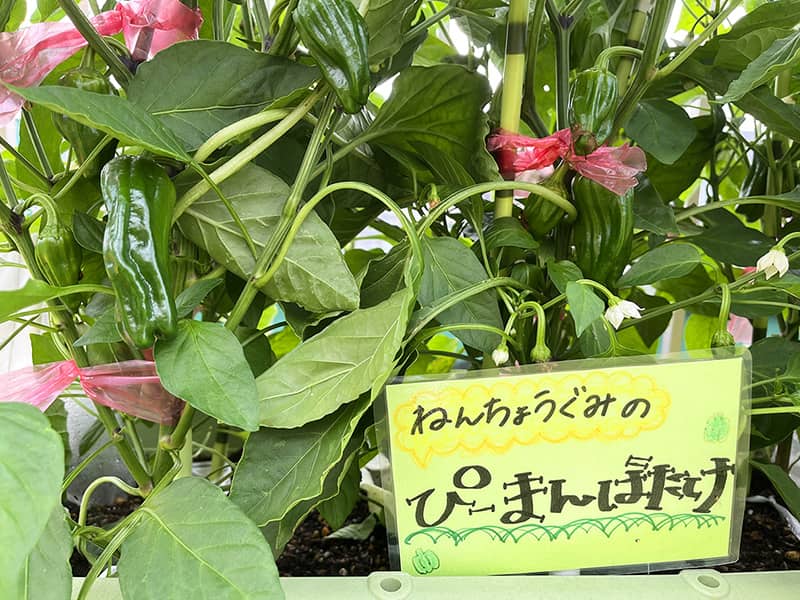 年長組のピーマンばたけ